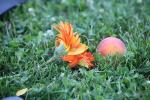 016-IMG_0478