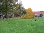 Baumfällen am 11.10.2013 053