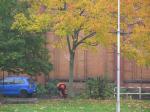 Baumfällen am 11.10.2013 110