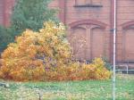 Baumfällen am 11.10.2013 122