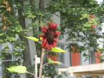 IMGb_0071